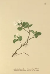 Sauce enano (Salix herbacea)