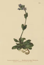Verónica azul enana (Veronica bellidioides)