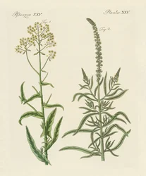 Plantas tintóreas