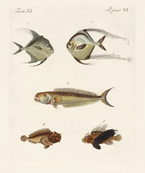 Peces de la India oriental
