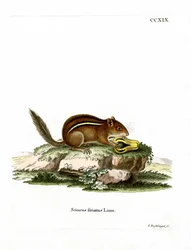 Ardilla listada americana oriental