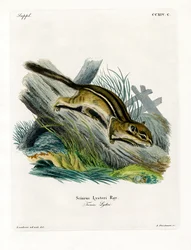 Ardilla Listada Oriental