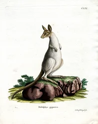 Canguro Gris Oriental