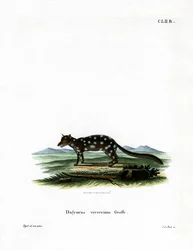 Quoll Oriental