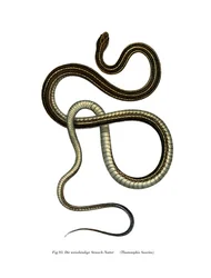 Serpiente de cinta oriental