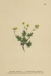 Saxífraga oriental (Saxifraga sedoides)
