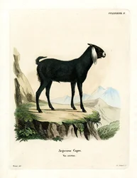 Cabra egipcia