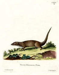 Mangosta Egipcia