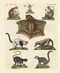 Ocho tipos de lémures