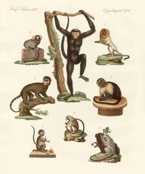 Ocho tipos de monos