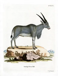 Antílope Eland