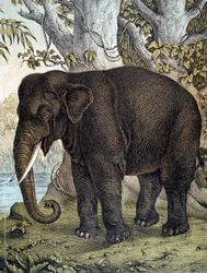 Elefante - en "Historia Natural de los Mamíferos", ed. Schreiber, Múnich