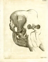 Cráneo de elefante