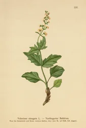 Valeriana alargada (Valeriana elongata)