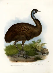 Emú, 1864
