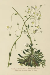 Saxífraga incrustada (Saxifraga crustata)