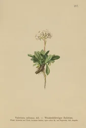 Valeriana de hoja entera (Valeriana saliunca)