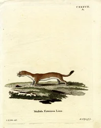 Armiño