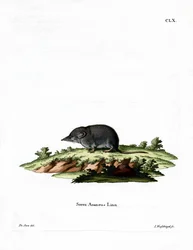 Musaraña Euroasiática