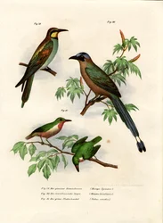 Abejaruco Europeo, 1864