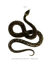 Serpiente de hierba europea