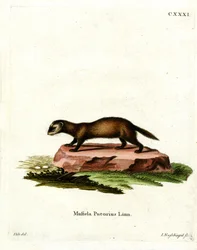 Turón europeo