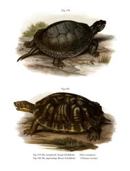 Tortuga de estanque europea