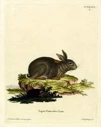 Conejo europeo