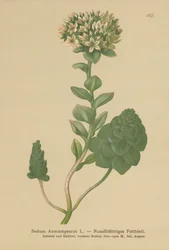 Sedum perenne (Sedum Anacampseros, Hylotelephium anacampseros)