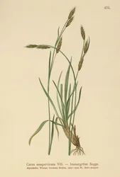 Juncia Perenne (Carex sempervirens)
