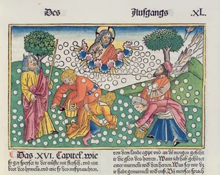 Éxodo 16, 13-22: Dios proporciona codornices y maná a los israelitas, de la Biblia de Núremberg (Biblia Sacra Germanaica)
