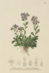 Digitalis de hadas (Erinus alpinus)