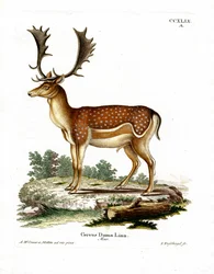 Gamo