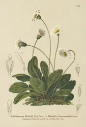 Falso áster (Bellidiastrum Michellii)