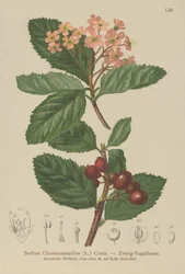 Falso níspero (Sorbus chamaemespilus)