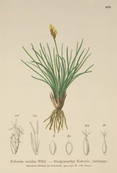 Falsa Juncia (Kobresia simpliciuscula, Kobresia caricina)