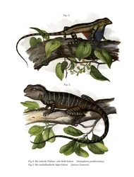 Lagarto de Garganta Abanico