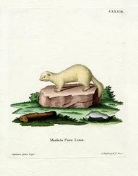 Hurón