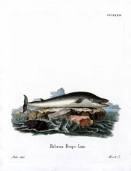 Ballena de Aleta