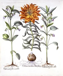 Lirio de Fuego y Viola, de Hortus Eystettensis, por Basil Besler, pub. 1613