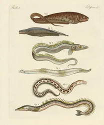 Peces