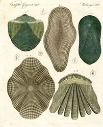 Escamas de peces