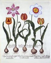 Cinco tulipanes, de Hortus Eystettensis, por Basil Besler, pub. 1613