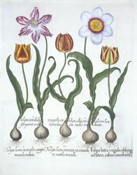 Cinco Tulipanes, de Hortus Eystettensis por Basil Besler (1561-1629) publicado en 1613