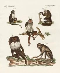 Cinco tipos de monos