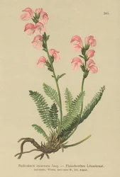 Pedicularis rosada (Pedicularis incarnata)