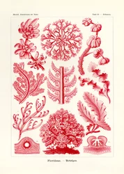 Florideae o Rhodophyceae