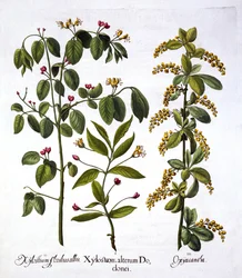 Madreselva voladora y espino, de Hortus Eystettensis, por Basil Besler, pub. 1613