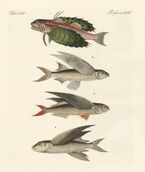 Peces voladores