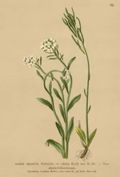 Berro de los Prealpes (Arabis alpestris, Arabis ciliata)